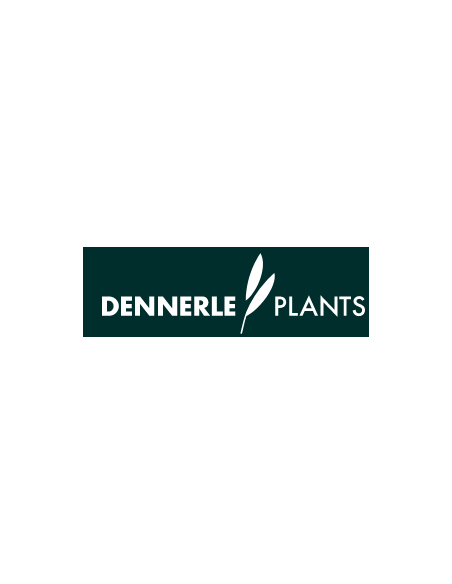 Dennerle plants