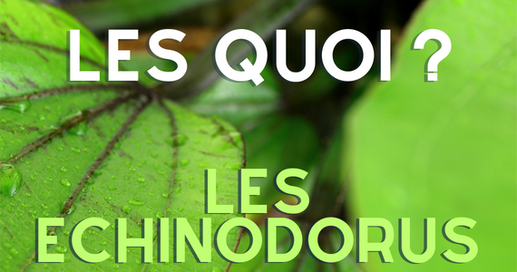 Les Echinodorus et les Helanthiums - redmiensionnez votre aquarium !