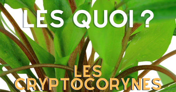 Les Cryptocorynes - un classique pour les débutants