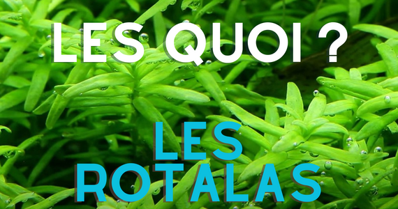 Les Rotalas - de la couleur dans vos bacs !