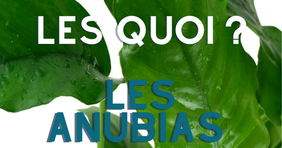 Les Anubias - pour ceux qui n'ont pas la main verte !