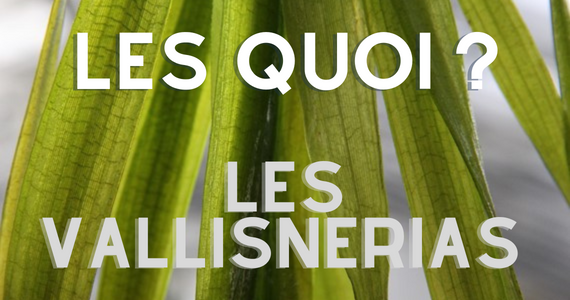 Les Vallisnerias - regardez-les onduler !