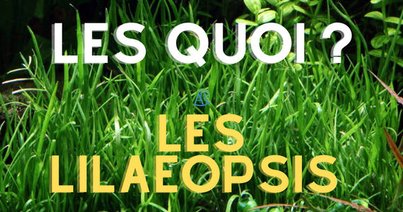 Les Lilaeopsis - du gazon dans un bac ?
