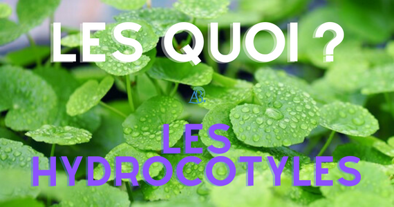 Les Hydrocotyles - laissez-les ramper !
