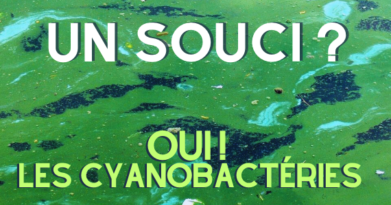 Les cyanobactéries - un monde mystérieux