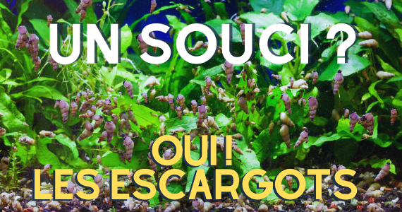 Les escargots - amis ou ennemis ?
