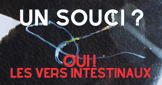 Vers intestinaux - traitez donc ça !