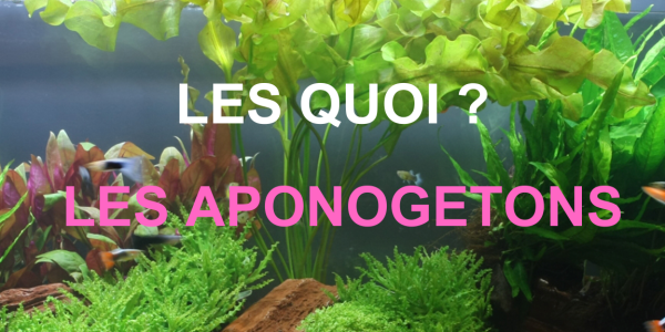 Aponogetons : des plantes aquatiques d'exception pour votre aquarium