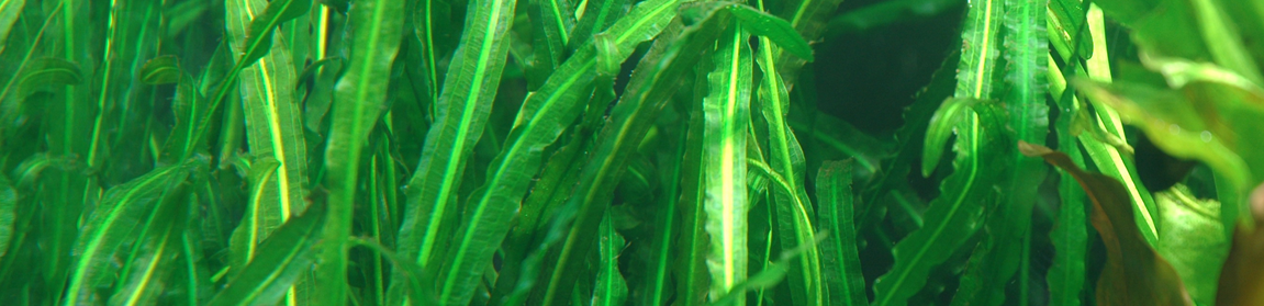 Aponogetons : des plantes aquatiques d'exception pour votre aquarium